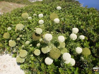 gesehen auf der Insel Cabrera