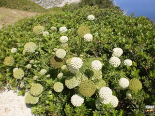 gesehen auf der Insel Cabrera